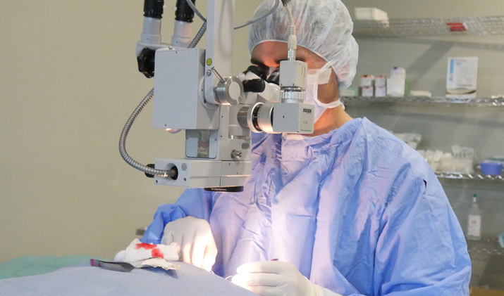 Cirugía veterinaria en IVO