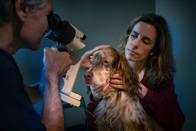 EL Dr. Paco Simó realiza una exploración ocular a un perro utilizando una lámpara de hendidura en una clínica. Una mujer sostiene al animal con cuidado mientras el profesional examina el ojo del perro con el equipo de diagnóstico.