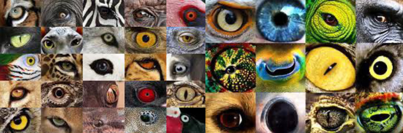 La visión de los animales