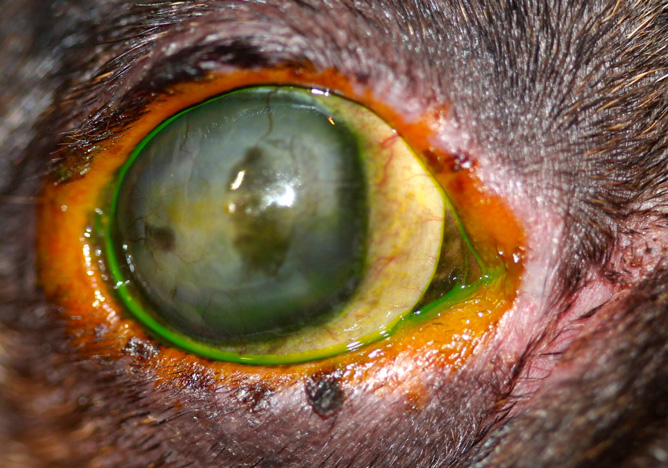 Blefaritis alergica con infección bacteriana secundaria en un Bulldog Francés