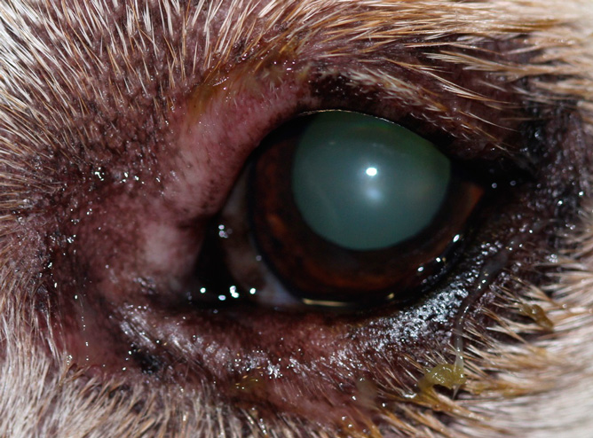 Blefaritis bacteriana en un Golden Retriever