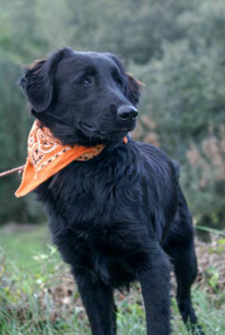 Bourbon-catarata-congenita