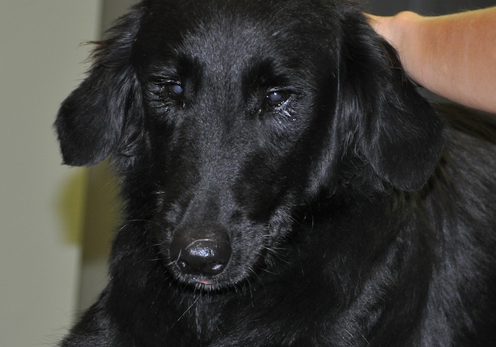 Bourbon_catarata-congenita-bilateral-antes-cirugia