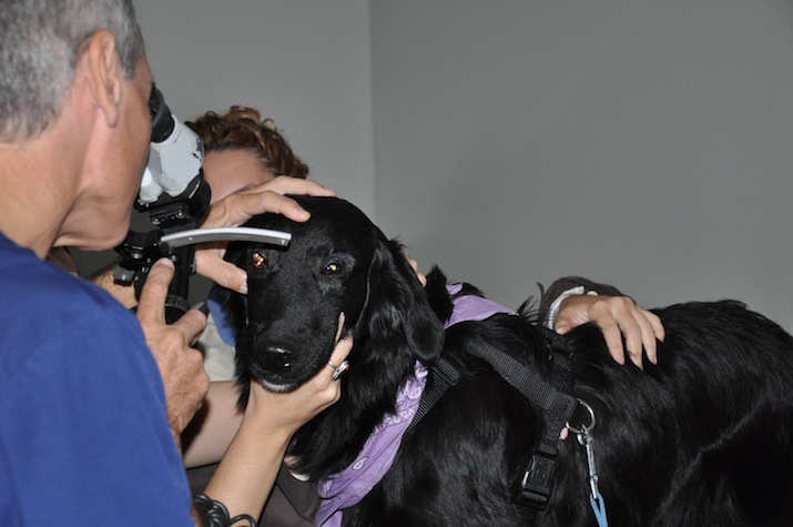 Brandy-catarata-congenita-examen