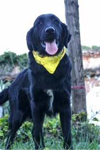 Brandy-catarata-congenita