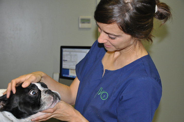 Bulldog-frances-catarata-IVO