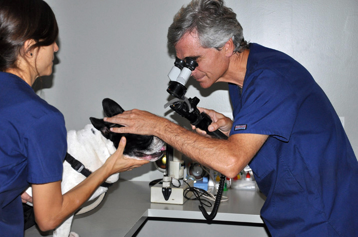 Bulldog-frances-revision-lampara-hendidura