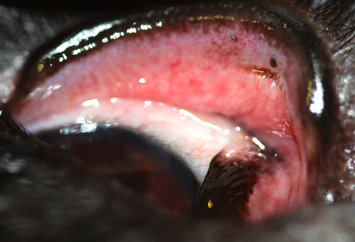 Cilio-ectopico-bulldog-frances