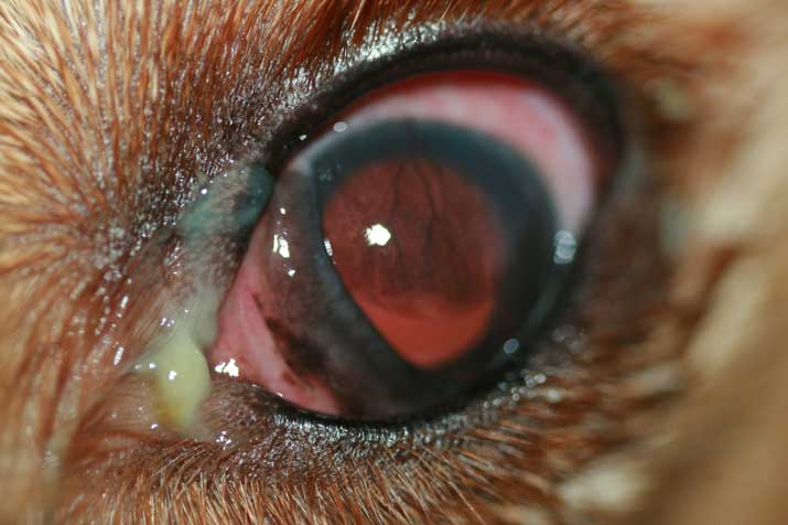 Conjuntivitis-web