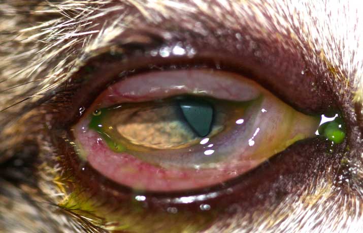 Conmjuntivitis-gato-web