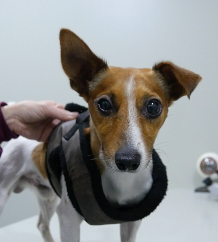 Perro con desprendimiento de retina en revisión postcirugia de vitrectomía