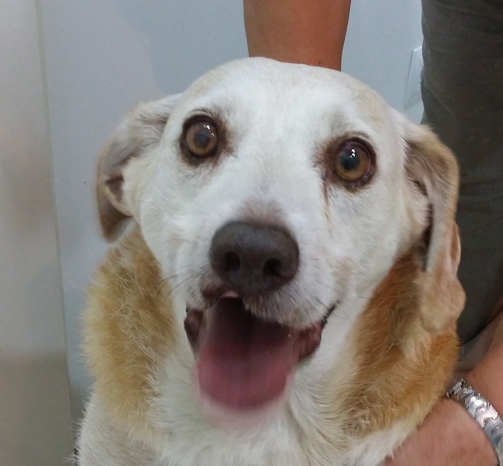 Ojo después de cirugía catarata perro