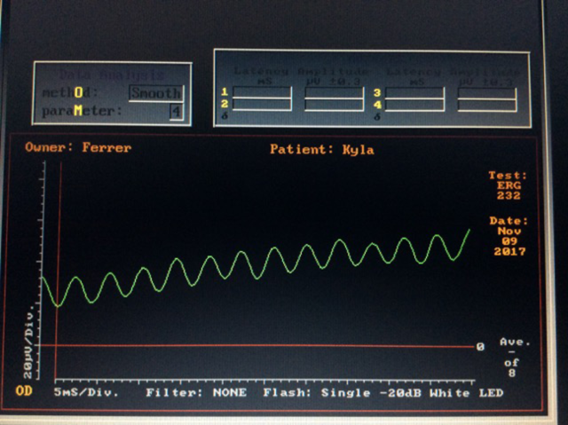 Electrorretinografía de un perro sin respuesta de células fotoreceptoras ni bipolares