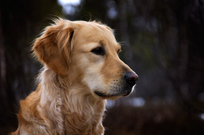 Golden-retriever-by-Ida-Myrvold