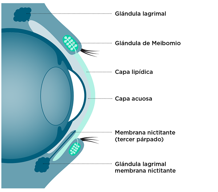 Partes del ojo que intervienen en el síndrome de ojo seco