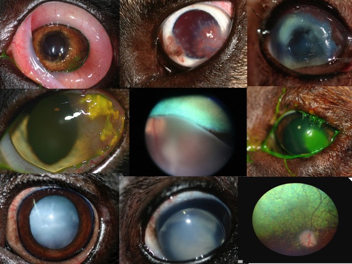 Curso Exploración oftalmológica IVO