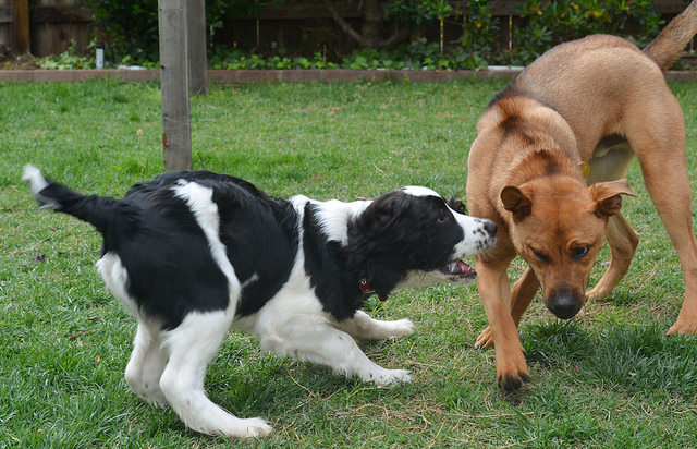 Las úlceras corneales derivadas de traumatismos son las más habituales