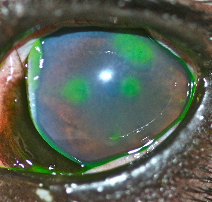 Lesiones ojo perro por procesionaria