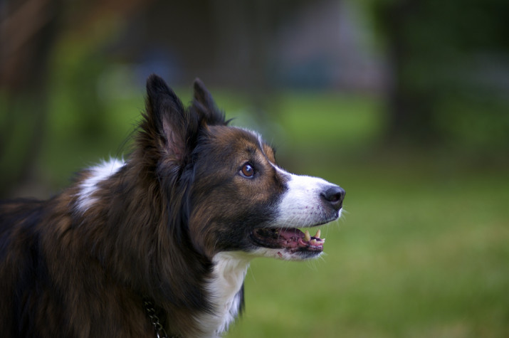 Mabel-by-Nick-Harris