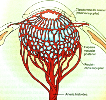 Membrana pupilar persistente