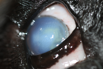 Ojo derecho perro con úlcera estromal profunda por procesionaria del pino