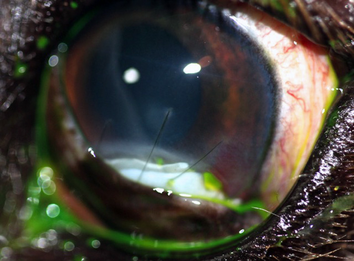 Tarsorrafia tras tratamiento tumor ocular en perro