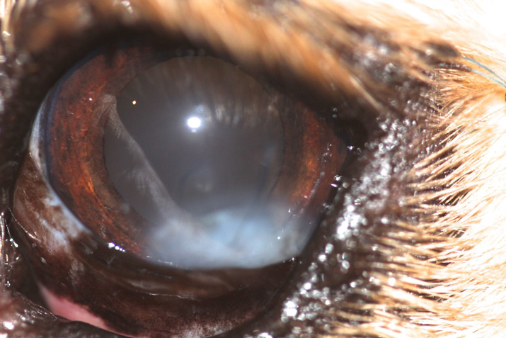 Ojo perro despues de extirpar tumor