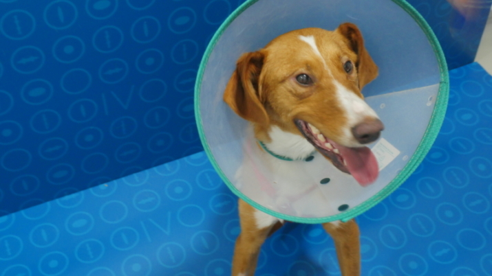 Floret, una podenco de un año operada de catarata congénita bilateral con lente intraocular