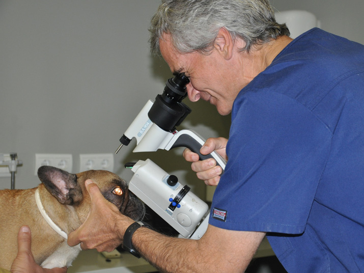 Revisión bulldog francés con lámpara de hendidura