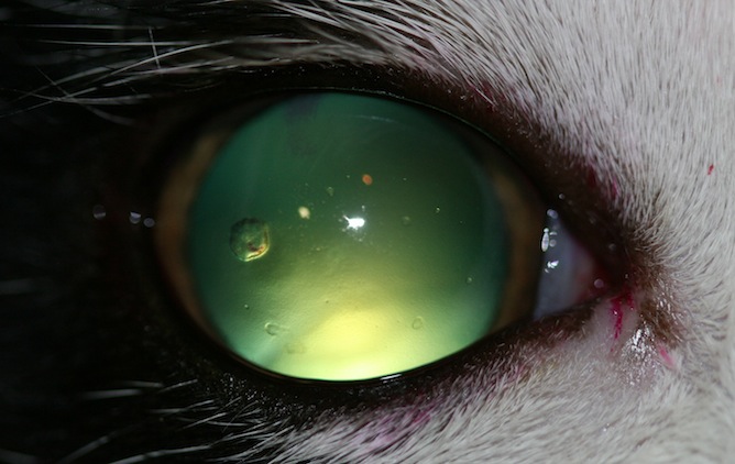 Queratitis-bullosa-gato