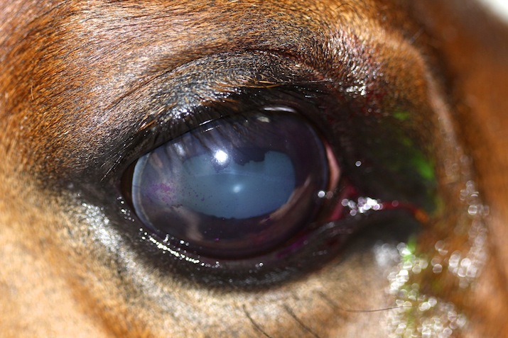 Queratoconjuntivitis herpética en un caballo