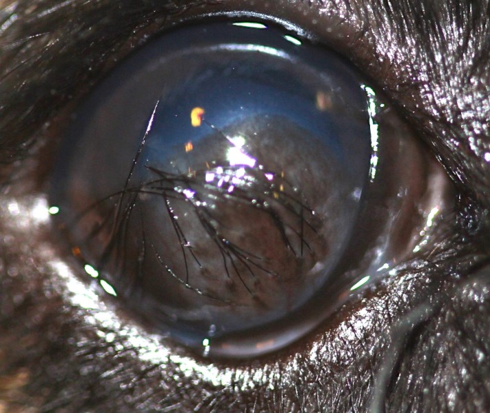 Quiste dermoide corneal en un Bulldog Francés