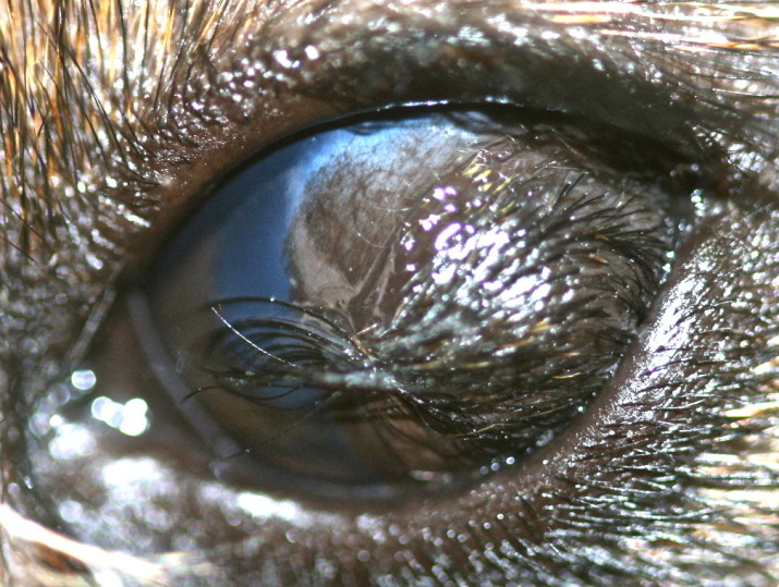 Quiste dermoide corneal en un Teckel pelo duro