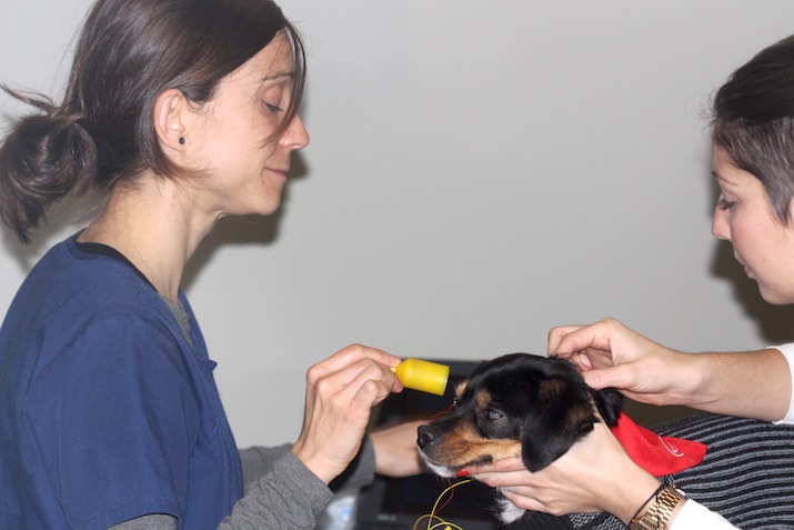 Electroretinografia perro con catarata