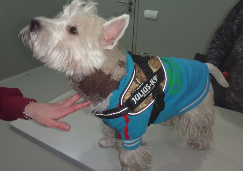 Revisión post cirugia perro cataratas nistagmo microftalmia