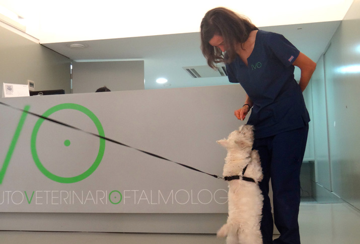 Caso Tommy MPP nistagmo catarata