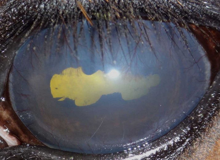 Uveítis recurrente equina