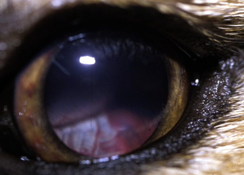 Uveitis en perro con Leishmania y Rickettsia