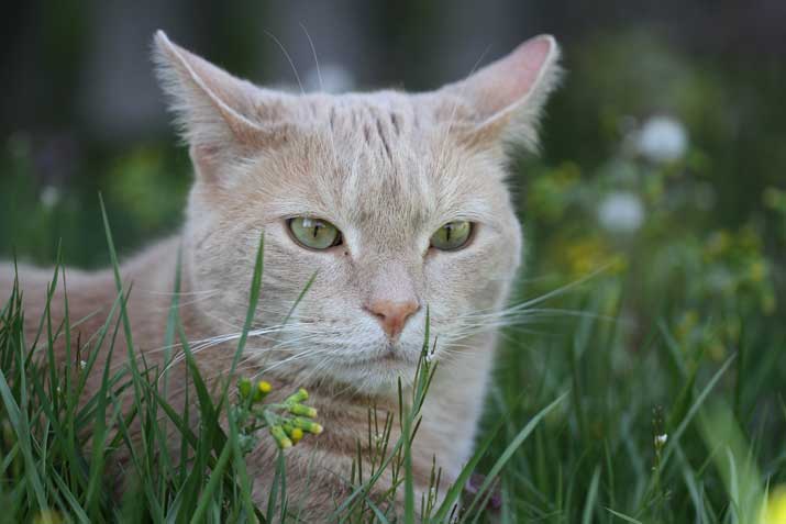 Los gatos pueden distinguir un ratón a 75 m de distancia