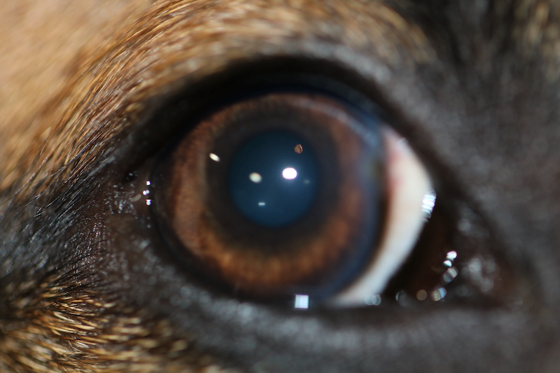 Alergia por procesionaria del pino en perro - Post tratamiento