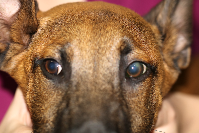 Alergia por procesionaria del pino en perro