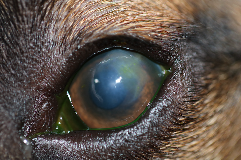 Alergia por procesionaria del pino en perro - Post tratamniento