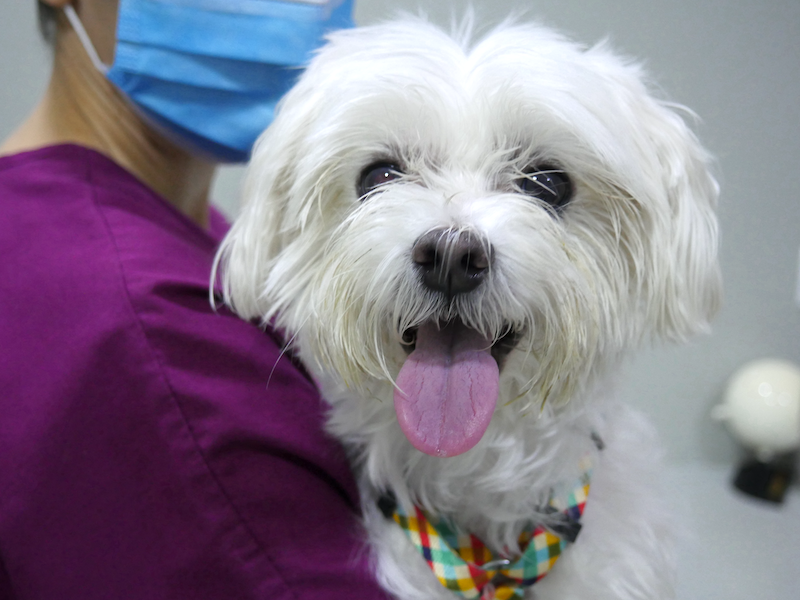 Caso de distrofia corneal y ojo seco en perros