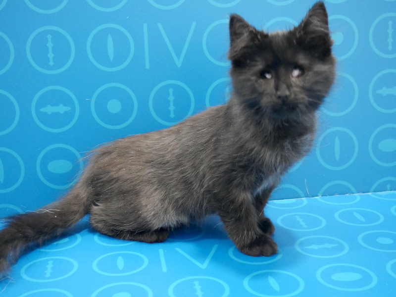 Gato sin visión por infección ocular - caso Arya