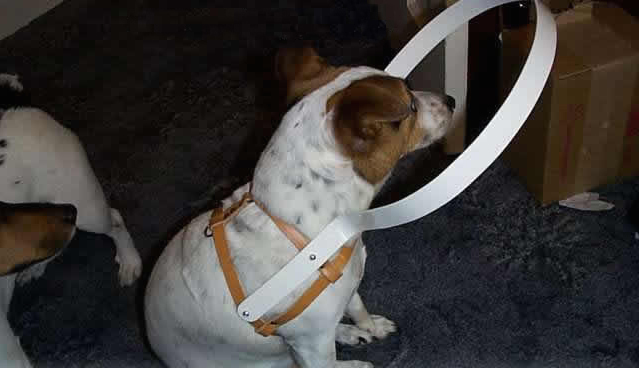 baston-perro-ciego-ortocanis