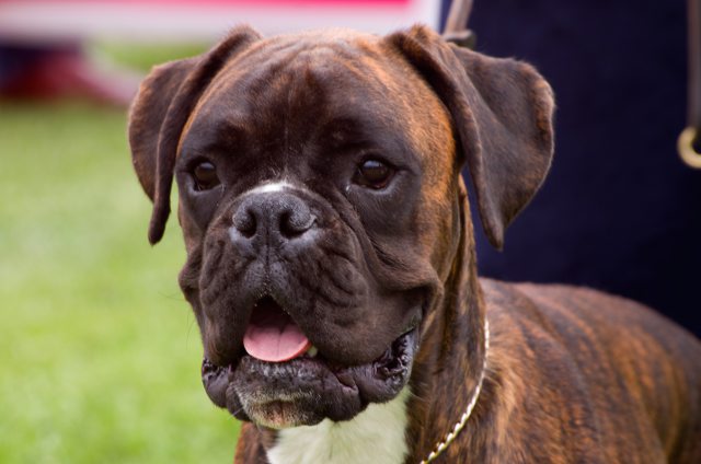 La úlcera indolente y los boxer