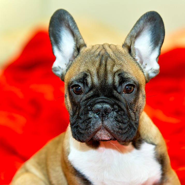 El Bulldog Francés es propenso al glaucoma