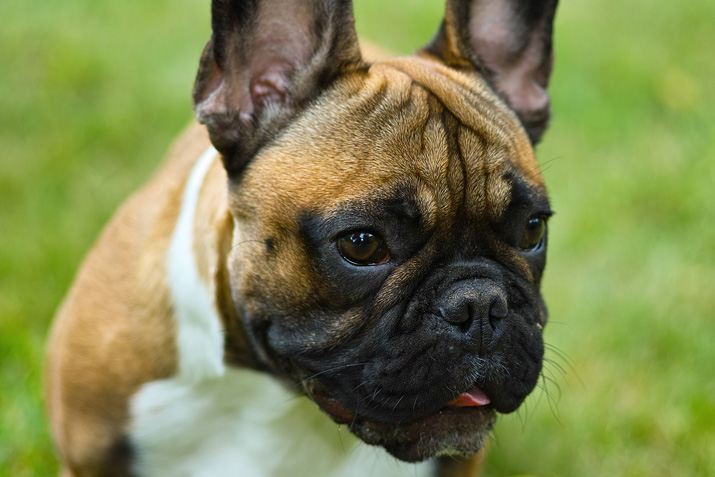 Bulldog francés