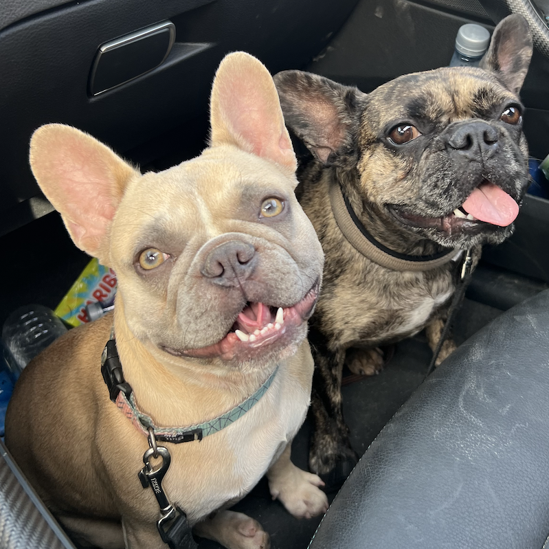 Bulldog francés después de la cirugía de injerto corneal para curar su úlcera infectada en el ojo