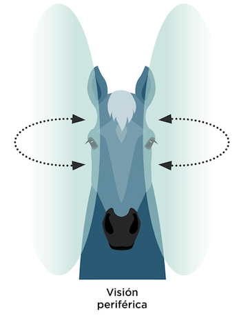 Visión periférica en el caballo